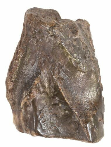 Triceratops Shed Tooth - Montana #53618
